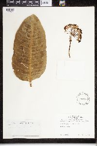 Asclepias exaltata image