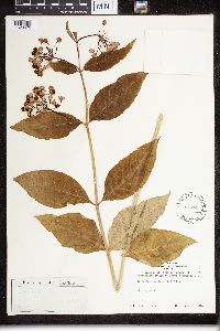 Asclepias exaltata image