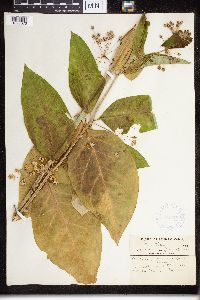 Asclepias exaltata image