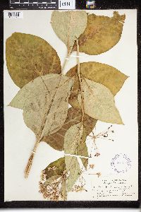 Asclepias exaltata image