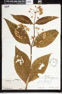 Asclepias exaltata image