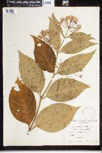 Asclepias exaltata image