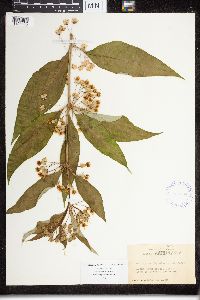 Asclepias exaltata image