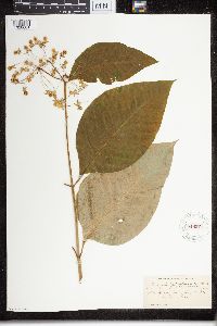 Asclepias exaltata image