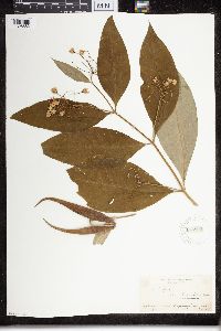 Asclepias exaltata image