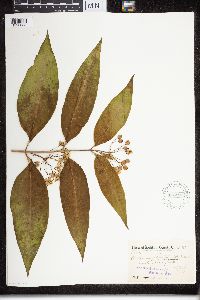 Asclepias exaltata image