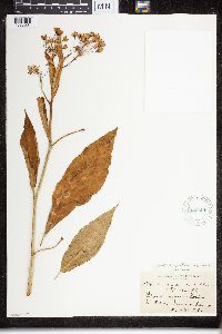 Asclepias exaltata image