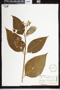 Asclepias exaltata image