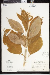 Asclepias exaltata image