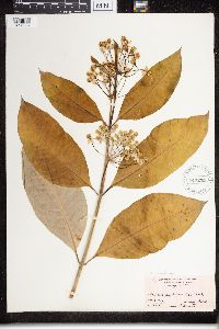 Asclepias exaltata image