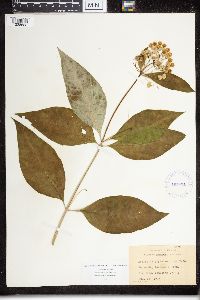 Asclepias exaltata image