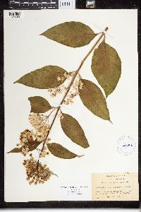 Asclepias exaltata image