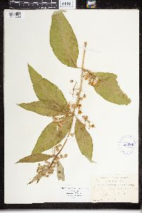 Asclepias exaltata image