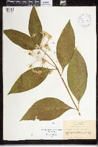 Asclepias exaltata image