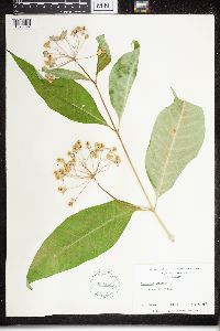 Asclepias exaltata image