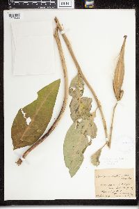 Asclepias exaltata image