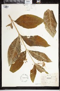 Asclepias exaltata image