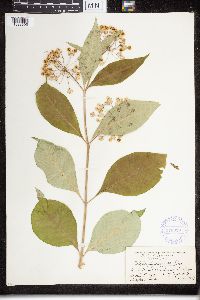 Asclepias exaltata image