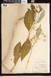 Asclepias exaltata image