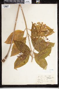 Asclepias exaltata image