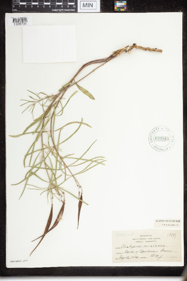 Asclepias fascicularis image