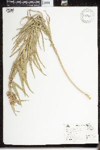 Media resource of Asclepias hirtella