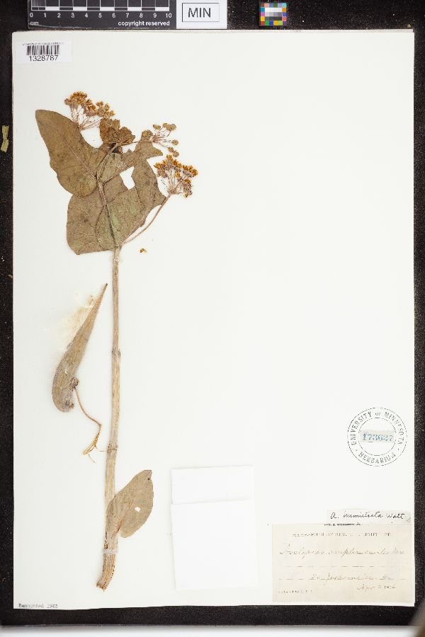 Asclepias humistrata image