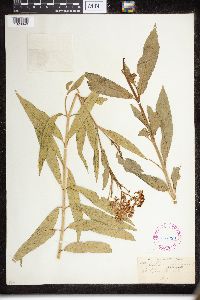 thumbnail image of current specimen