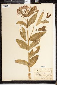 thumbnail image of current specimen