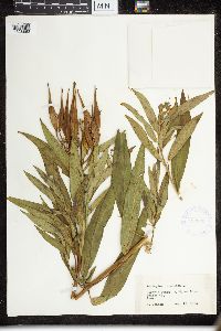 thumbnail image of current specimen