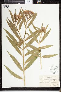 Thumbnail image of current specimen