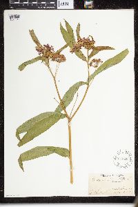 Thumbnail image of current specimen