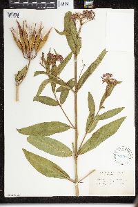 thumbnail image of current specimen