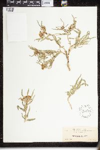 Thumbnail image of current specimen