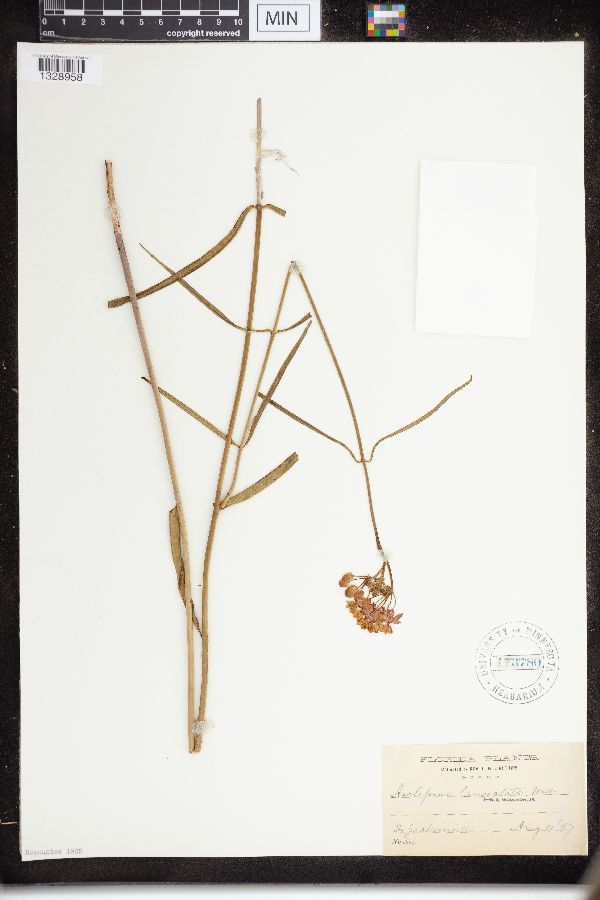 Asclepias lanceolata image