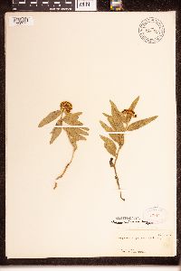 Asclepias lanuginosa image