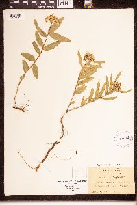 Asclepias lanuginosa image