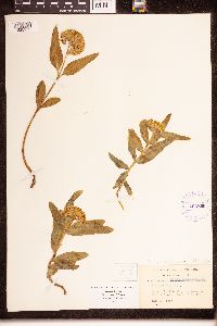 Asclepias lanuginosa image