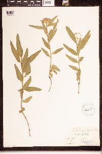 Asclepias lanuginosa image