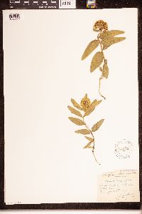 Asclepias lanuginosa image