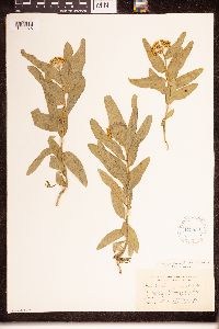 Asclepias lanuginosa image