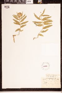 Asclepias lanuginosa image