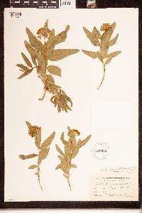 Asclepias lanuginosa image