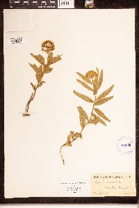 Asclepias lanuginosa image