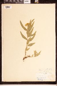 Asclepias lanuginosa image