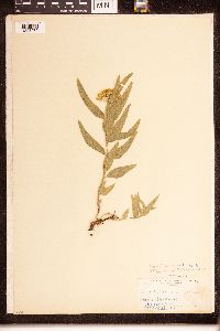 Asclepias lanuginosa image