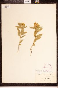 Asclepias lanuginosa image