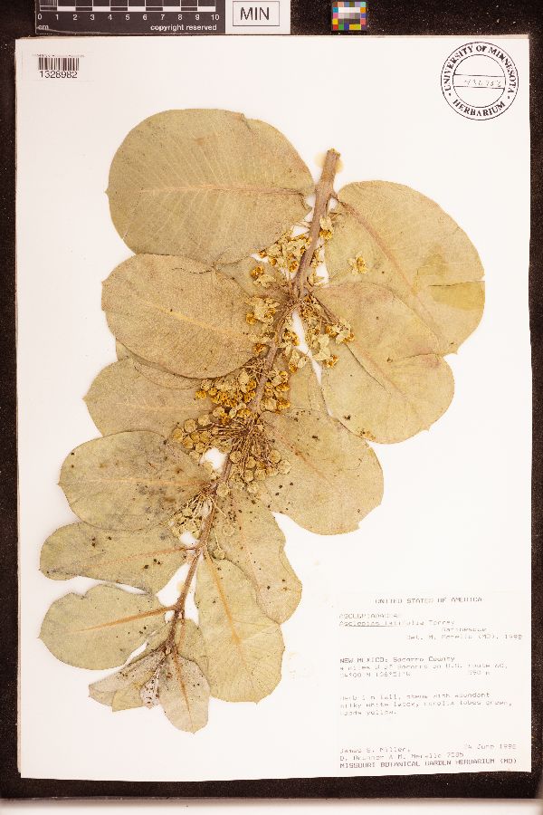 Asclepias latifolia image