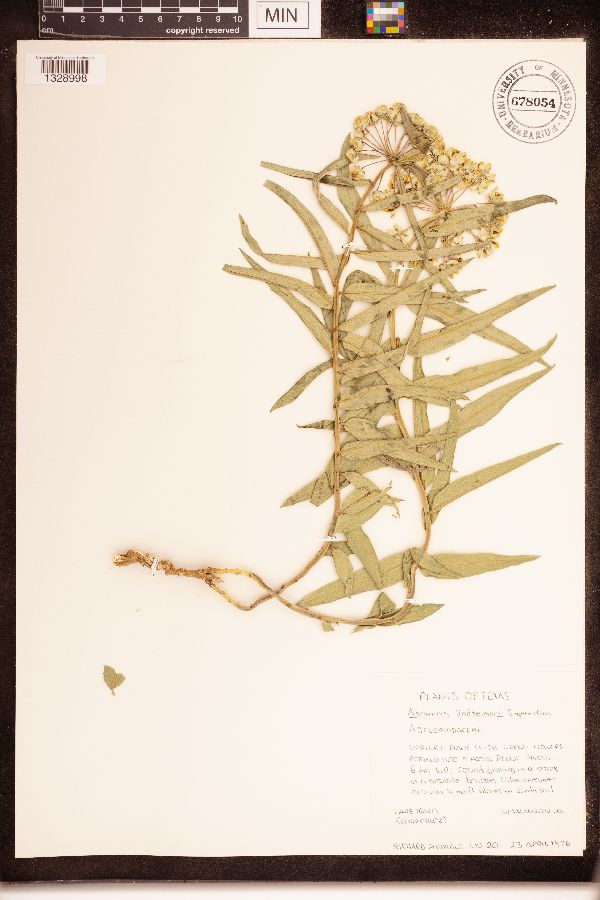 Asclepias lindheimeri image