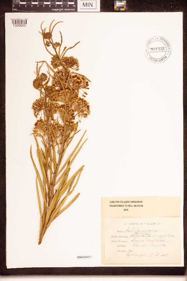 Asclepias longifolia image